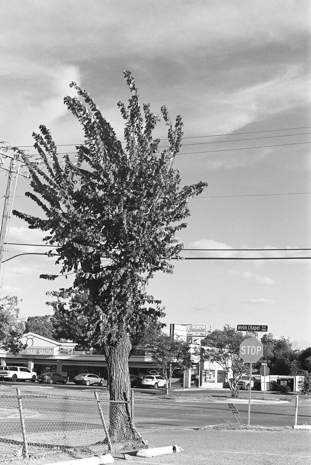 Addison. 2025 - Kodak TMax 400