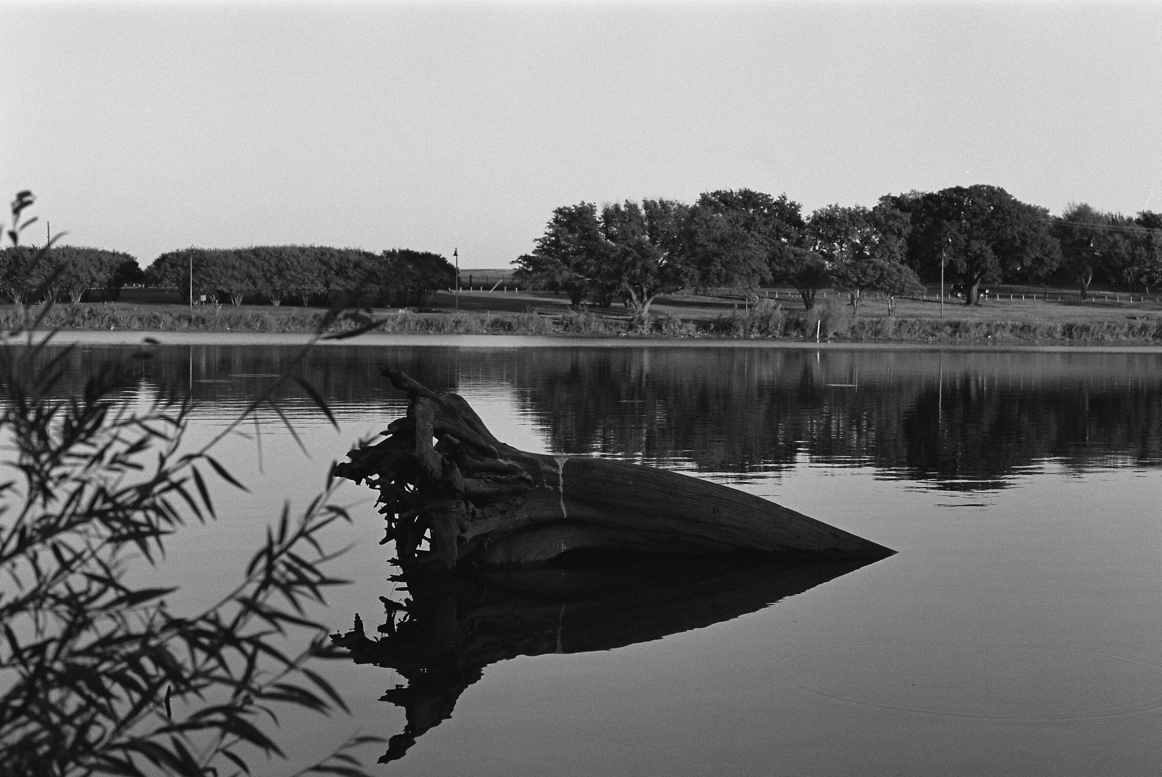 Addison. 2025 - Kodak TMax 400